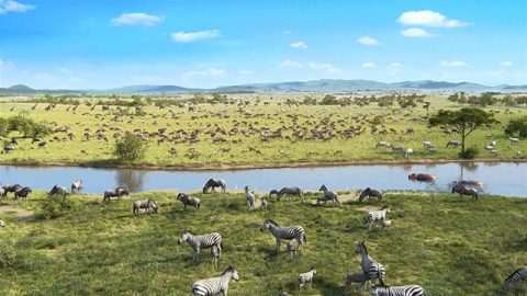 草原上的各種動物