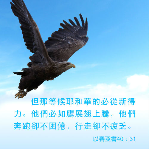 如鷹展翅 聖經金句圖片