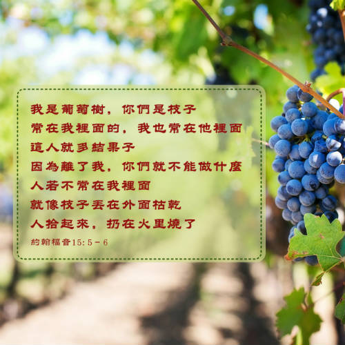 葡萄 結果子 聖經金句圖片