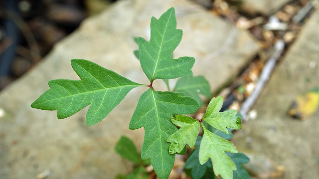 神奇的「止癢草」