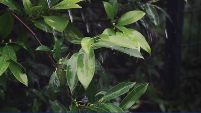 下雨,樹葉