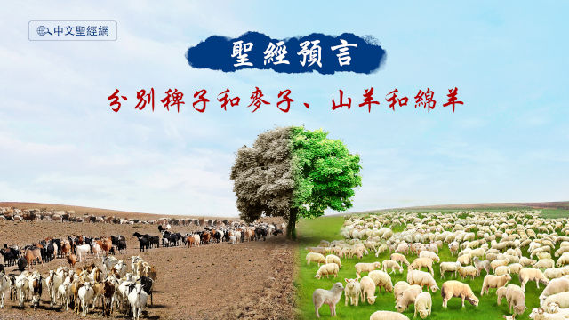聖經預言,稗子和麥子,山羊和綿羊