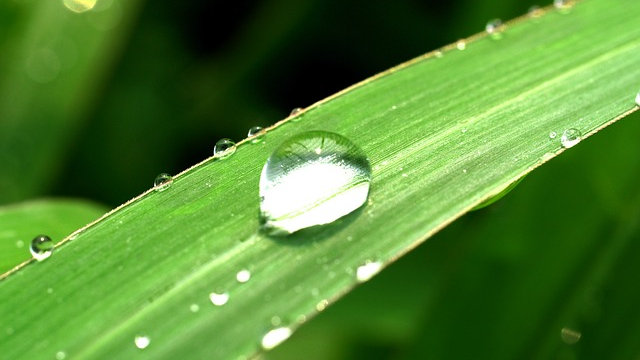 小草,露珠