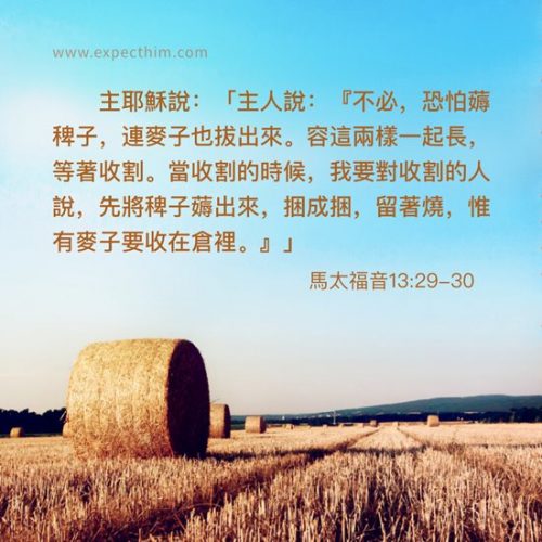 馬太福音13:29-30——靈修經文