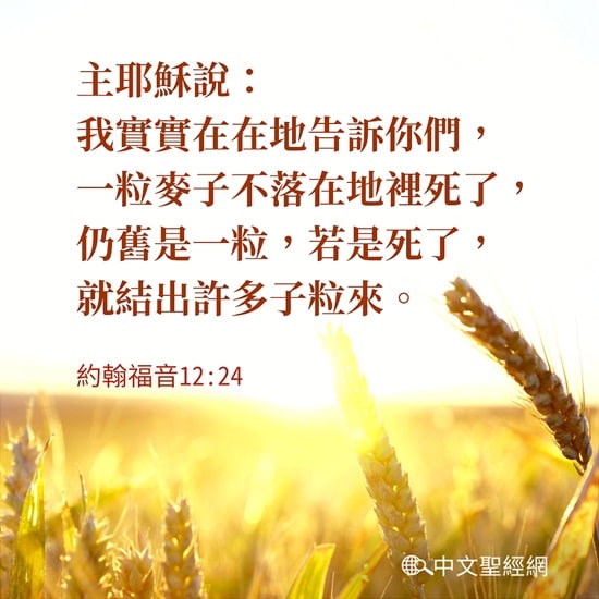 Image result for "...è¥æ¯æ­»äºï¼å°±ç»åºè®¸å¤å­ç²æ¥ãâï¼çº¦12: 24ï¼