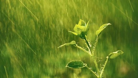 弱小的植物雖經歷雨水的猛烈擊打卻信心百倍地面對彰顯着造物主賜予的生命力量