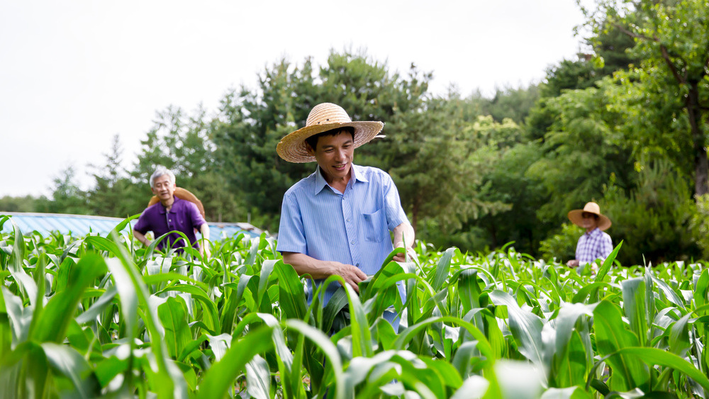 一個果農的經歷：利益面前如何做誠實人