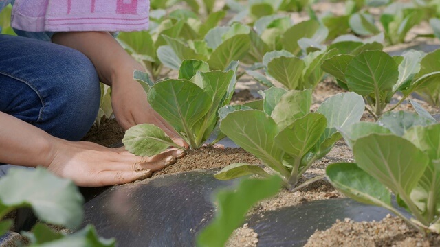 栽種蔬菜